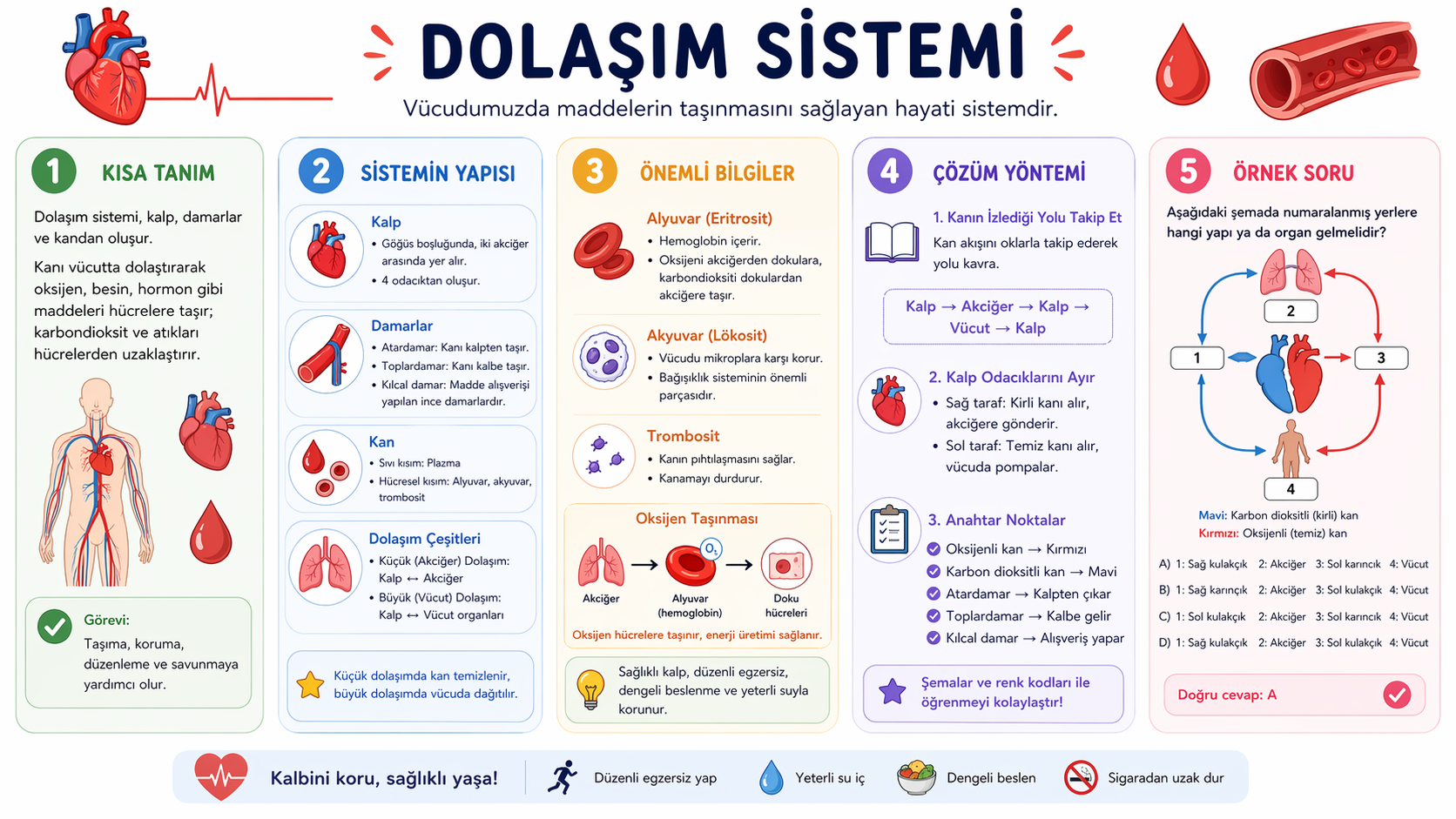 Dolaşım Sistemi