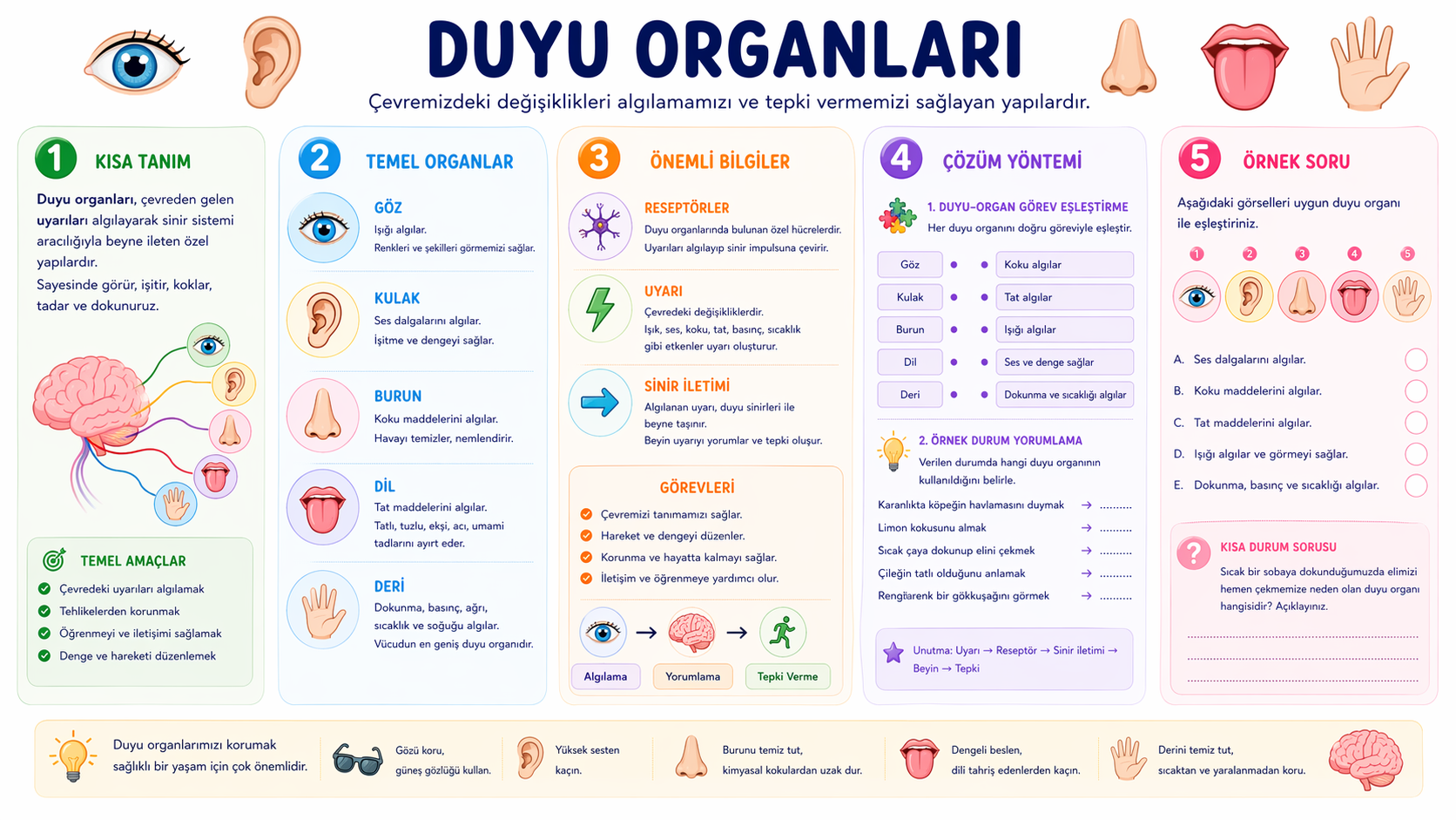 Duyu Organları