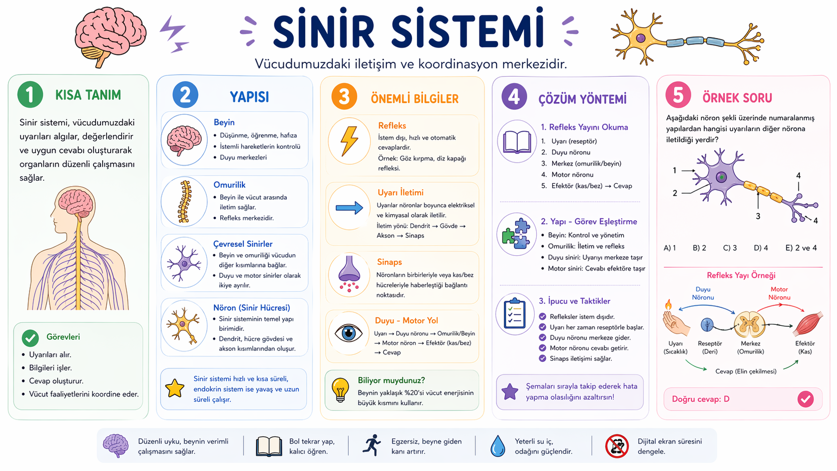 Sinir Sistemi