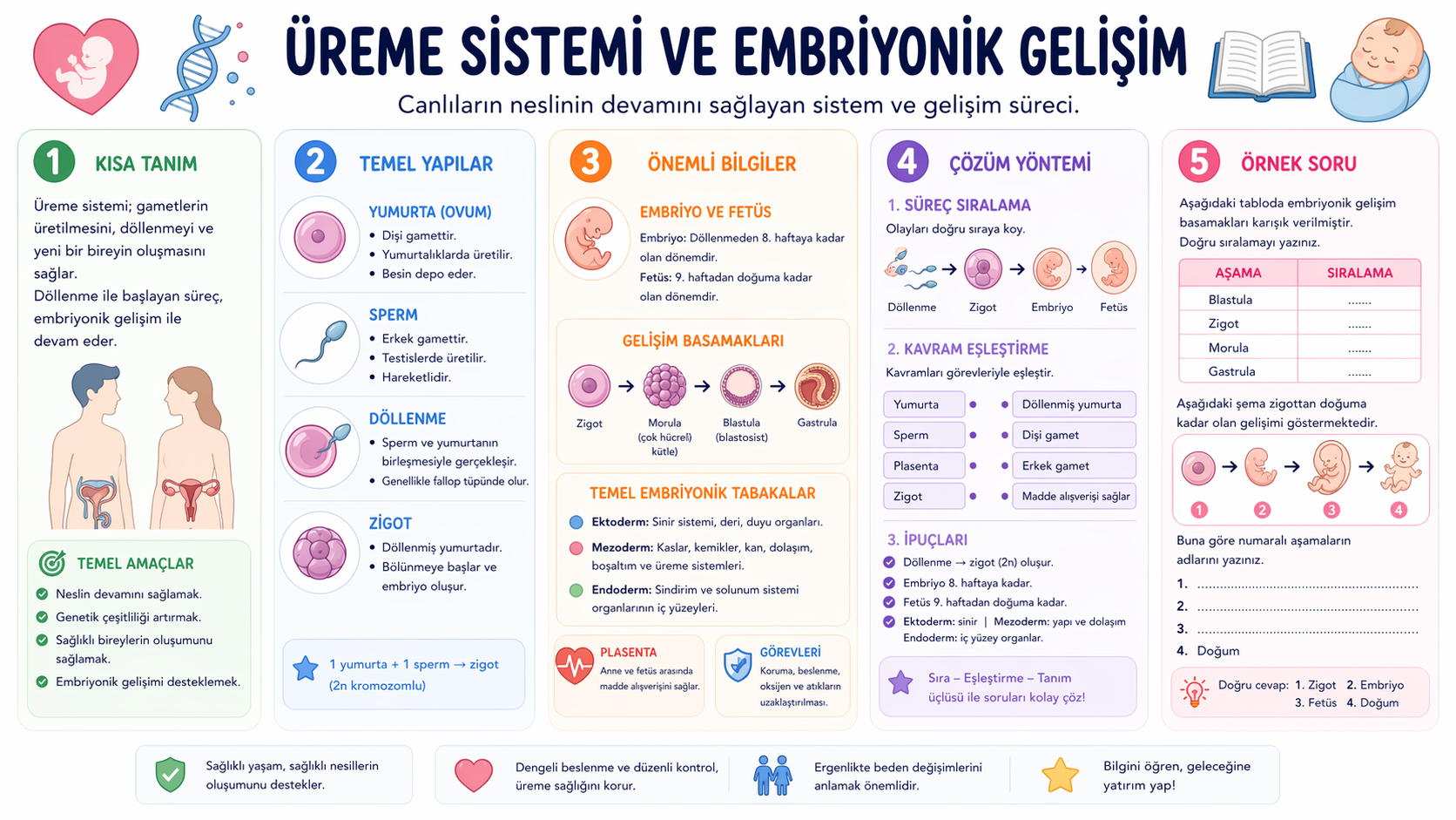 Üreme Sistemi ve Embriyonik Gelişim